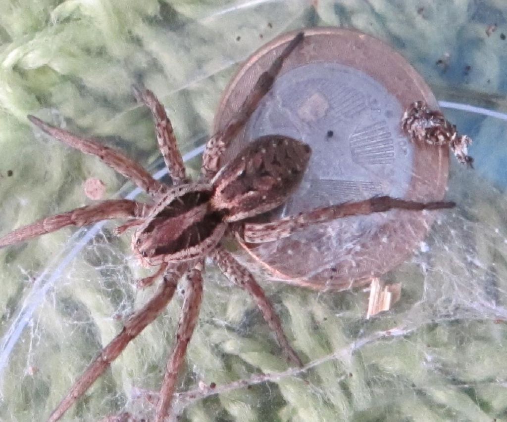 Hogna radiata -